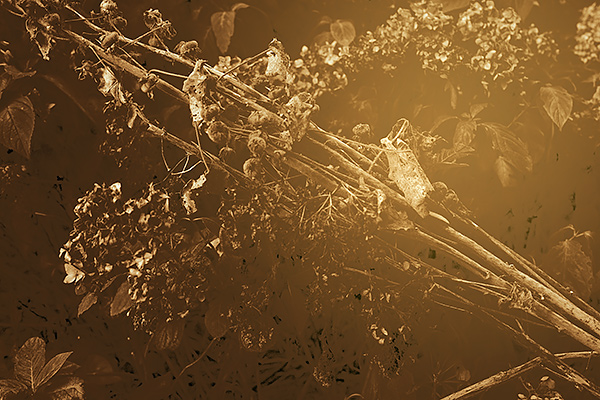 {image}