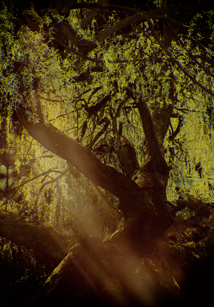 {image}